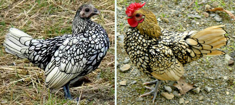 Poule et coq Sebright.
