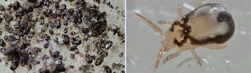 Population rassembl&eacute;e et acarien grossit