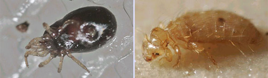  Il peut y avoir des colonies.