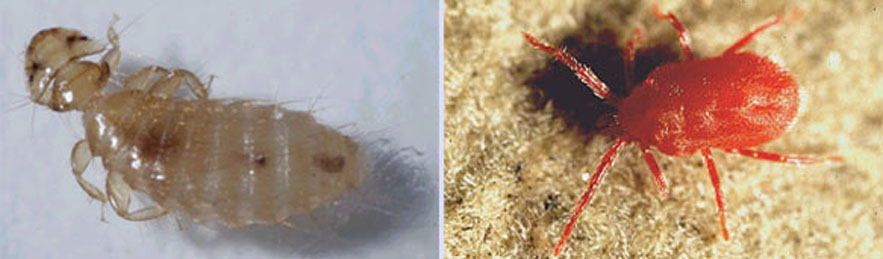 Pou mallophage et pou rouge.