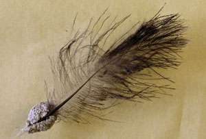 Une plume attaqu&eacute;e.