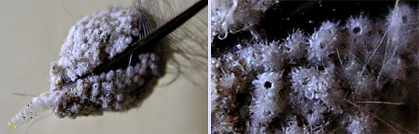 Amas d'oeufs en cocons.