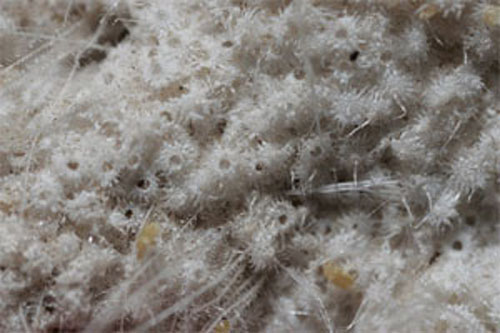  Oeufs de parasites en cocons.