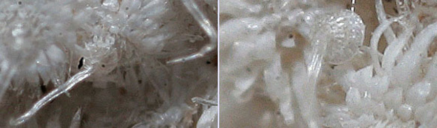 Vue de pr&egrave;s de capsules