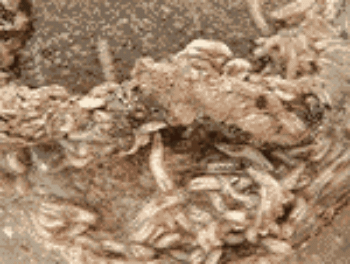 Des asticots dévorent de la viande. Animation d'asticots