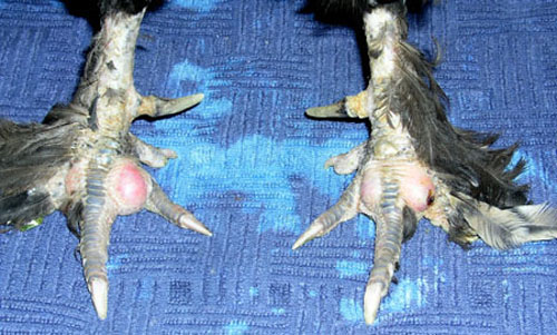 Infections interdigitales des deux pattes.