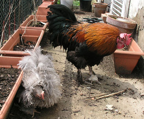 Bruno en convalescence.