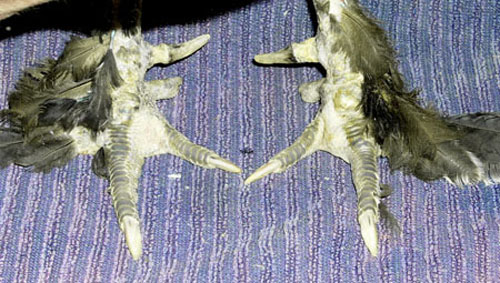 Gu&eacute;rison des pattes.