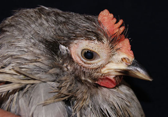 Bec rectifi&eacute;.