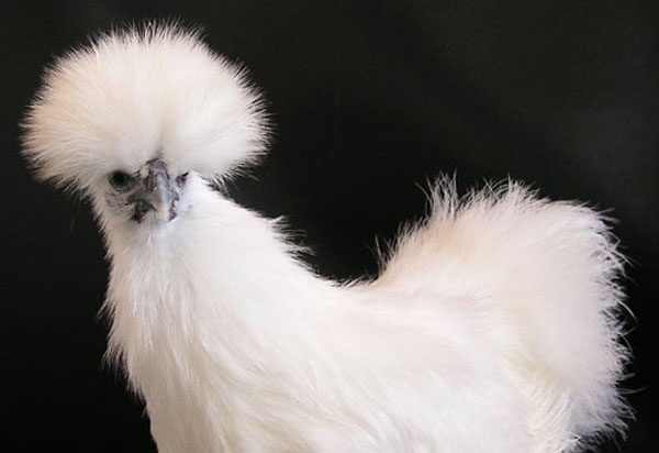 Poulette cr&ecirc;te rectifi&eacute;e.