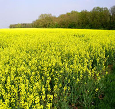 Champ de colza.