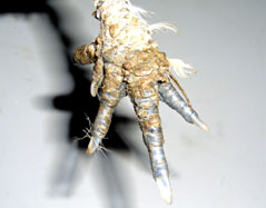 La patte ressemble &agrave; une coquille d'hu&icirc;tre.