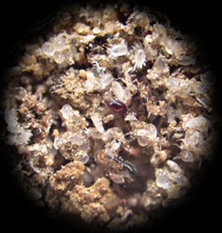 vue rapproch&eacute;d'acariens.