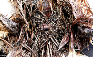 Les asticots d&eacute;vorent les muscles