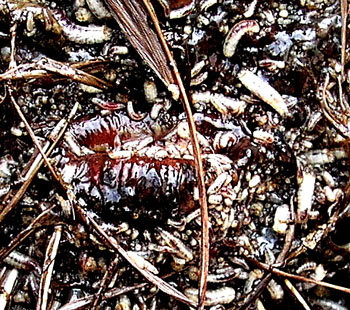 Des asticots sortent de l'anus d'un coq.