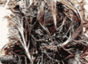 Les asticots sortent du coq. Des asticots sortent du coq.