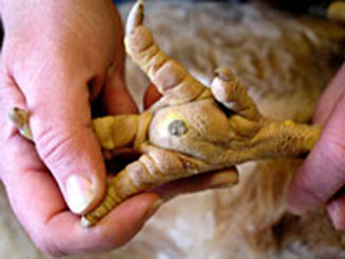 Impact d'une &eacute;pine.