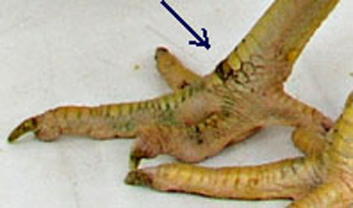 L'&eacute;charde soulevait une &eacute;caille.