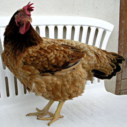 La poule retrouve la forme.