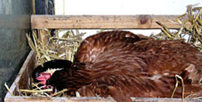 Pimousse dans de la paille.