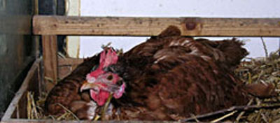 La poule commence &agrave; r&eacute;agir.