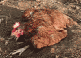 Pimousse prend un bain de terre.