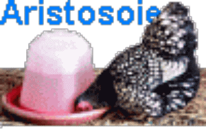 Une poulette s'abreuve.