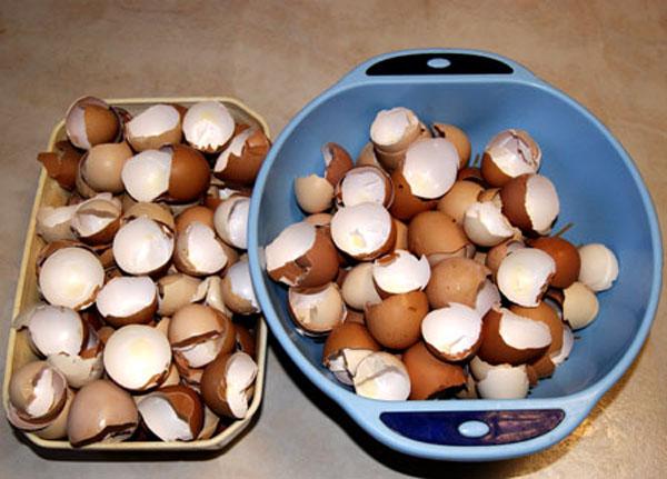 Faire s&eacute;cher des coquilles d'oeufs.