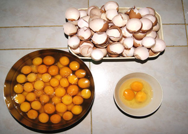 Jaunes et coquilles.