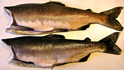 2 poissons surgelés. Deux saumon congelés.