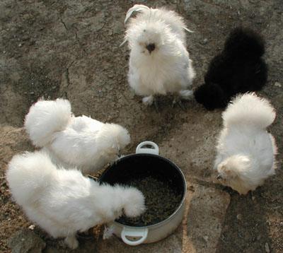 4 poules et un coq se régalent. 5 Nègre-soie.