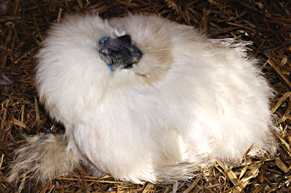 Torticolis sur une poule.