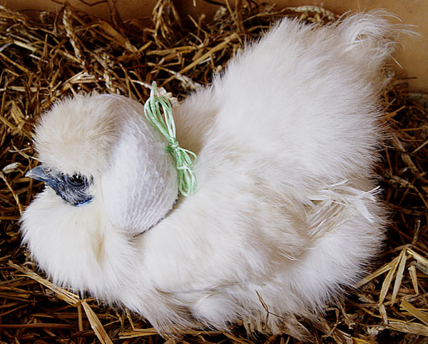 Mise en pratique du filet..