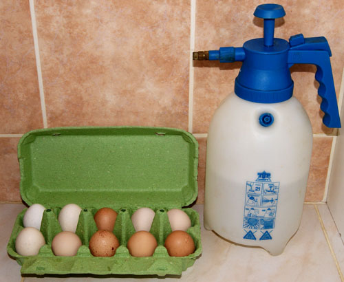 Humidification d'une bo&icirc;te &agrave; oeufs.