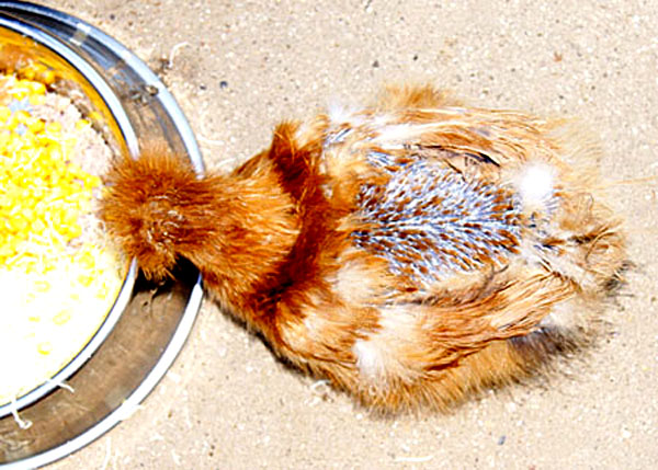 Une N&egrave;gre-soie en mue.