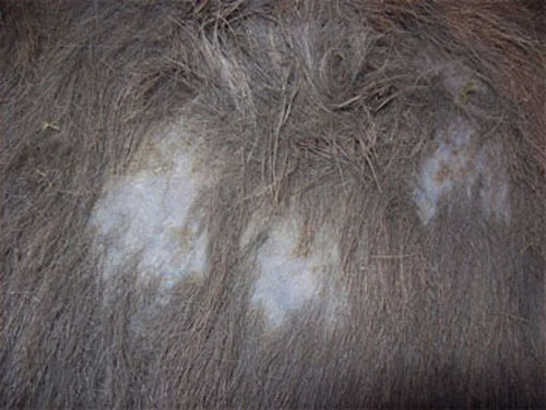 Chute de poils sur une annesse.
