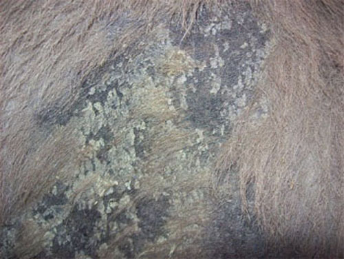 Croutes sur la peau.