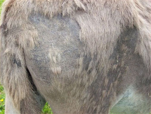 Le pelage est presque complet.