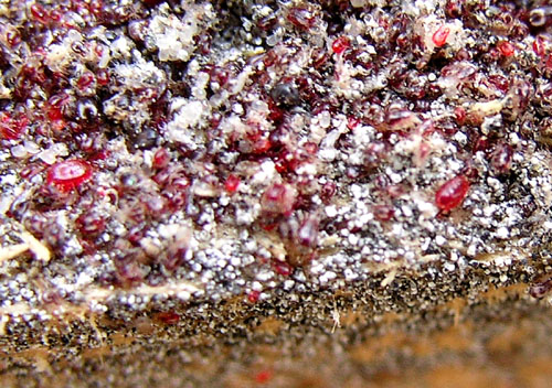 Parasites sur un chevron.