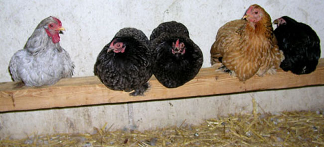 Poules sur un perchoir.