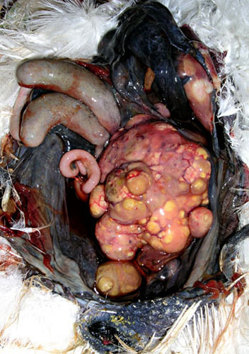 D&eacute;gats de la maladie de Marek.