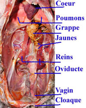 &eacute;num&eacute;ration des organes.