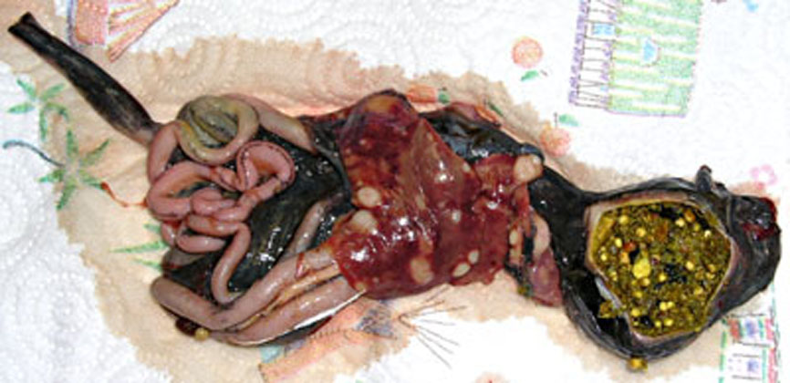 Autopsie du tractus digestif.