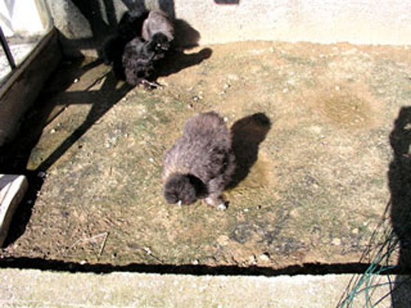 Le bicarbonate a supprim&eacute; la moisissure.