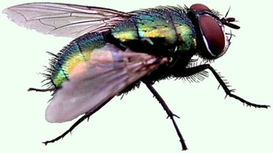 La mouche verte Sericata. Mouche Lucillia Sericata