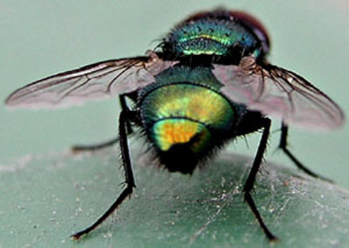 Abdomen d'une mouche verte. Mouche verte vue de dos