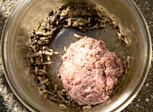 Les asticots s'entrent dévores. Les asticots sont canibales.