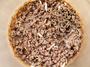 Les asticots  mangent du p&acirc;t&eacute;.