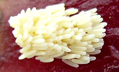 amas d'oeufs de mouche grossit. Amas d'oeufs de mouche.