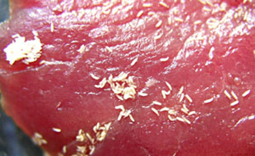 Des larves de mouche naissantes.